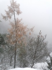 B%c3%a4umeschnee